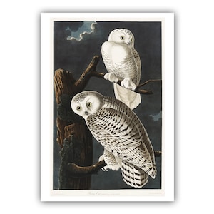 Snowy Owl Museum Quality Giclee Print/Canvas - Antique Lithograph from 1827 - A5/A4/A3/A2 - Framed/Unframed