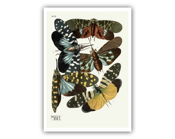 Lanternfly Giclee Print – Eugene Seguy Pochoir Insectes PL 16 - A5/A4/A3/A2 - Framed/Unframed/Canvas