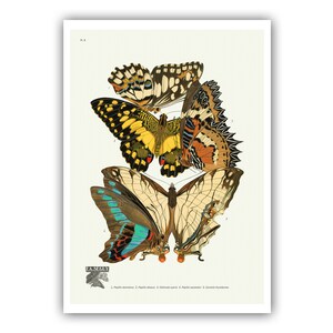 Emile-Allain Seguy : "Papillons - Plate 9", c. 1928 - Museum Quality Giclee Print / Canvas