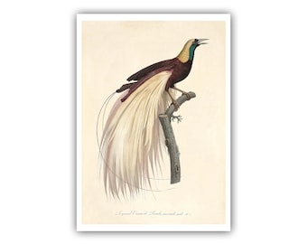 Emperor Bird-of-Paradise Antique Lithograph from 1801-1805 - Giclee Print/Canvas