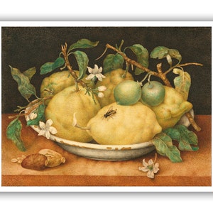 Giovanna Garzoni : &quot;Still Life With Bowl of Citrons&quot;, 1640s - Museum Quality Giclee Print/Canvas - A4/A3/A2