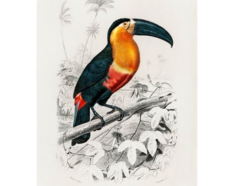 Toucan Bird Giclee Print/Canvas - Antique Lithograph from 1807 - A5/A4/A3/A2 - Framed/Unframed