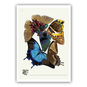 Emile-Allain Seguy : "Papillons - Plate 16", c. 1928 - Museum Quality Giclee Print / Canvas