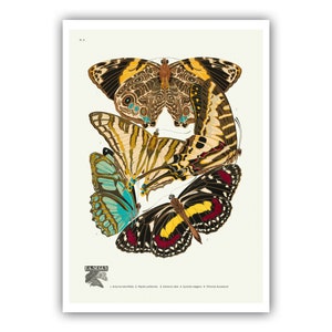 Emile-Allain Seguy : "Papillons - Plate 5", c. 1928 - Museum Quality Giclee Print / Canvas