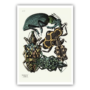 Emile-Allain Seguy : "Insects - Plate 14", c. 1926 - Museum Quality Giclee Print / Canvas
