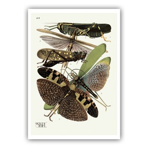 Emile-Allain Seguy : "Insects - Plate 8", c. 1926 - Museum Quality Giclee Print / Canvas
