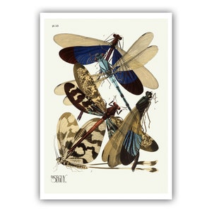 Emile-Allain Seguy : "Insects - Plate 10", c. 1926 - Museum Quality Giclee Print / Canvas