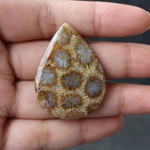 Fossil coral cabochon