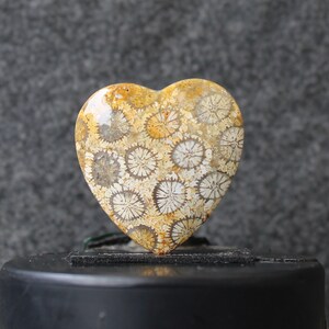 Fossil coral cabochon