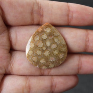 Fossil coral cabochon