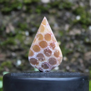 Fossil coral agate cabochon
