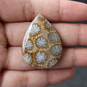 Fossil coral cabochon