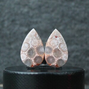 Fossil coral druzy pair