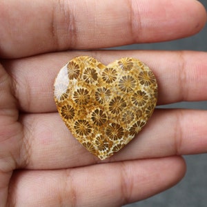 Fossil coral cabochon
