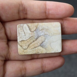 Fossil coral cabochon