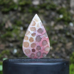 Fossil coral agate cabochon