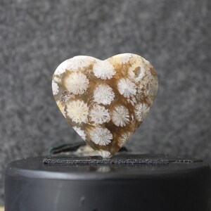 Fossil coral cabochon