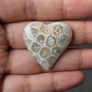 Fossil coral cabochon