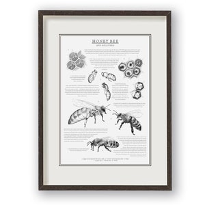 Honey Bee educational print, Vintage style wall art, Bee print, Ink drawings, Nature art