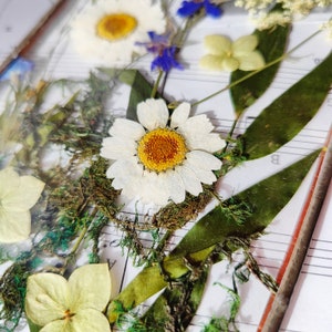 Könnte beinhalten: Nahaufnahme von gepressten Blumen, darunter weiße Gänseblümchen mit gelben Zentren, blaue Kornblumen und grüne Blätter. Die Anordnung befindet sich vor einem Hintergrund aus Notenblättern und schafft eine natürliche und künstlerische Komposition.