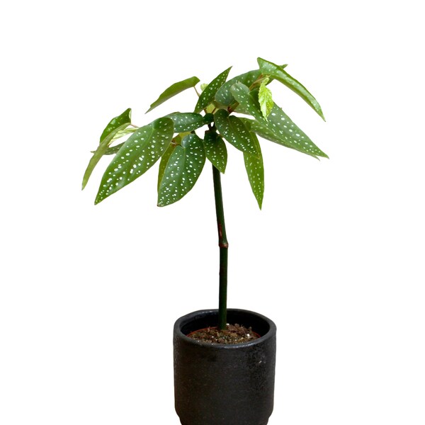 Begonia Albopicta Tamaya - 9cm diameter pot (conservatory houseplant, housewarming plant gift)