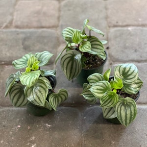 Watermelon Peperomia in 4” pot