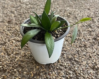Hoya Rosita