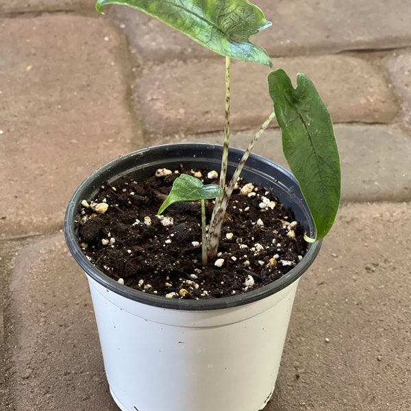 Alocasia Zebrina Reticulata starter plant 4”