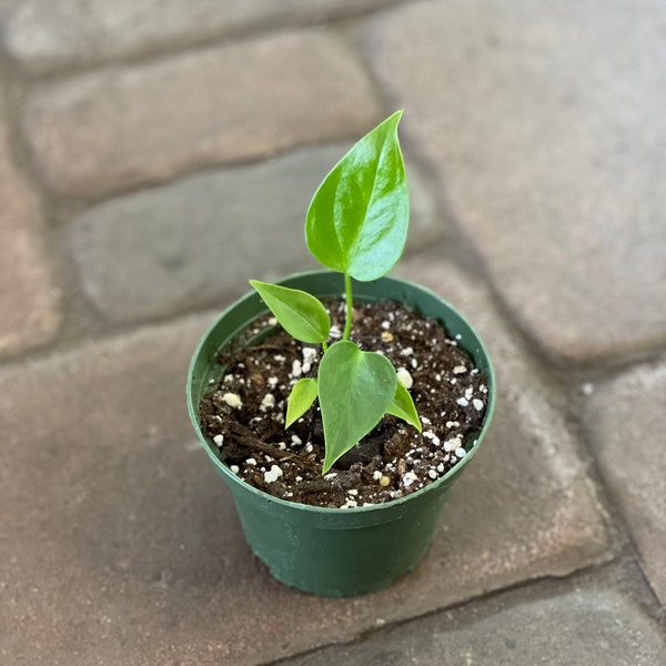 Anthurium veitchii king starter plant