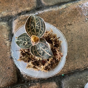 anoectochilus chapaensis - golden jewel orchid starter plant