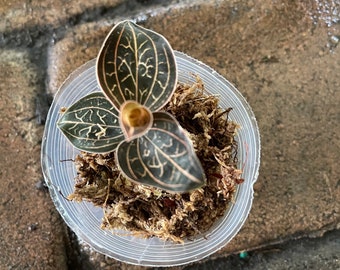 anoectochilus chapaensis - golden jewel orchid starter plant