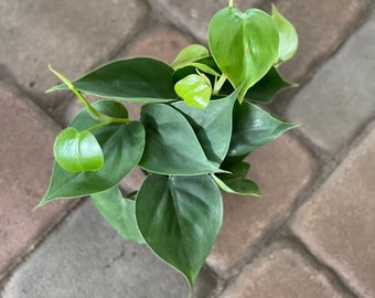 Heartleaf philodendron philodendron cordatum 4” pot fully rooted