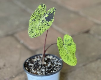 Colocasia Mojito starter plant in 4” pot