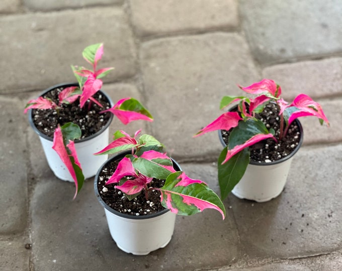 Alternanthera Party Time Plant Care - Alternanthera Party Time Toxic