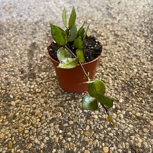 Hoya Krohniana Black