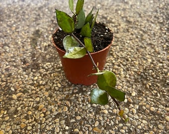 Hoya Krohniana Black