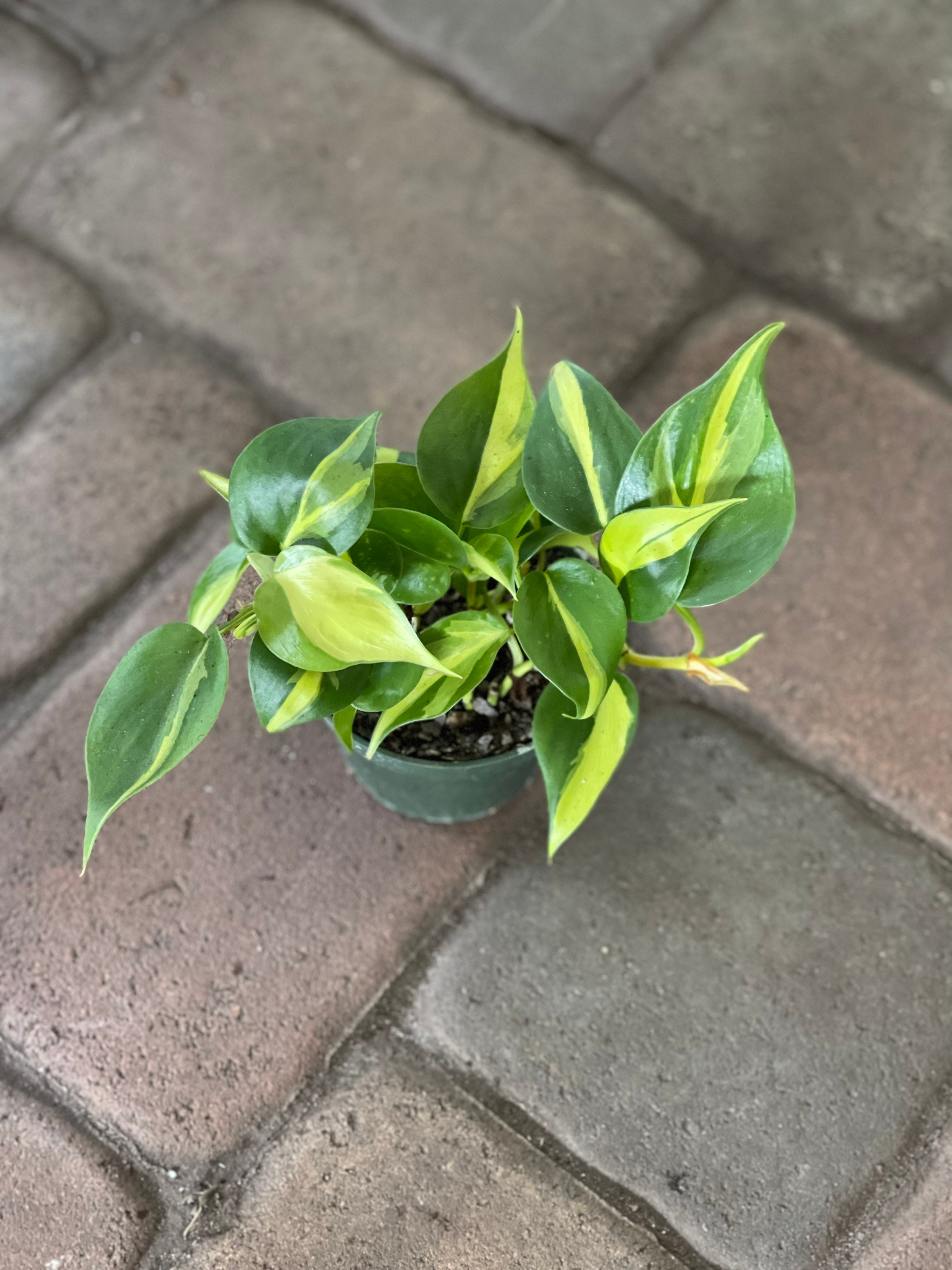 buy philodendron plant Philodendron Billietiae Houseplant with Planter - Medium (16-20" tall) Cream Planter