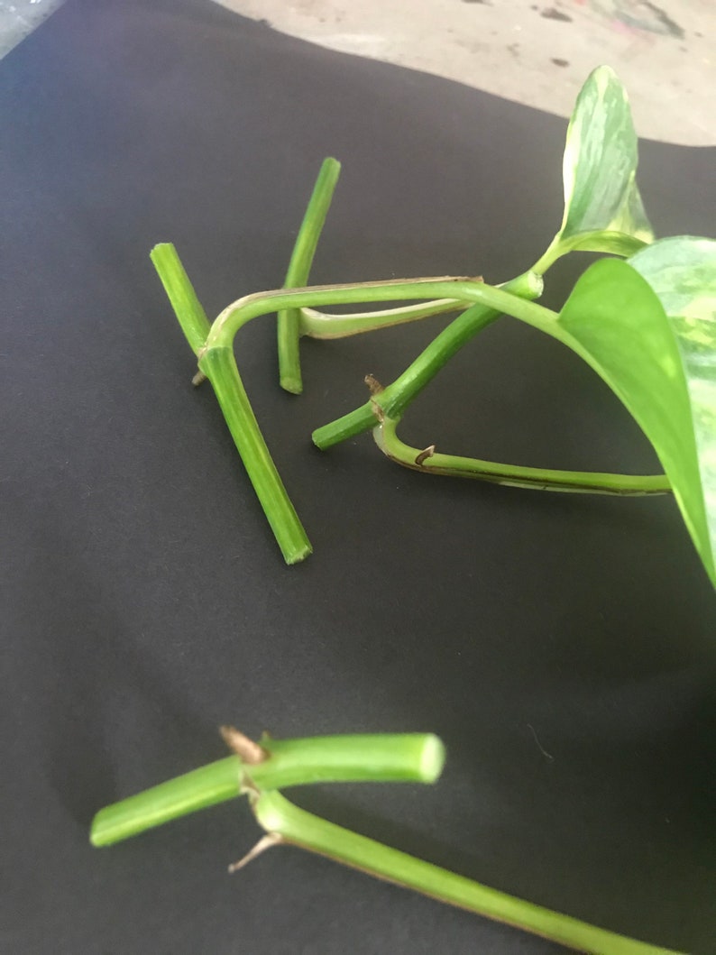 Golden pothos starter plant or cuttings Etsy