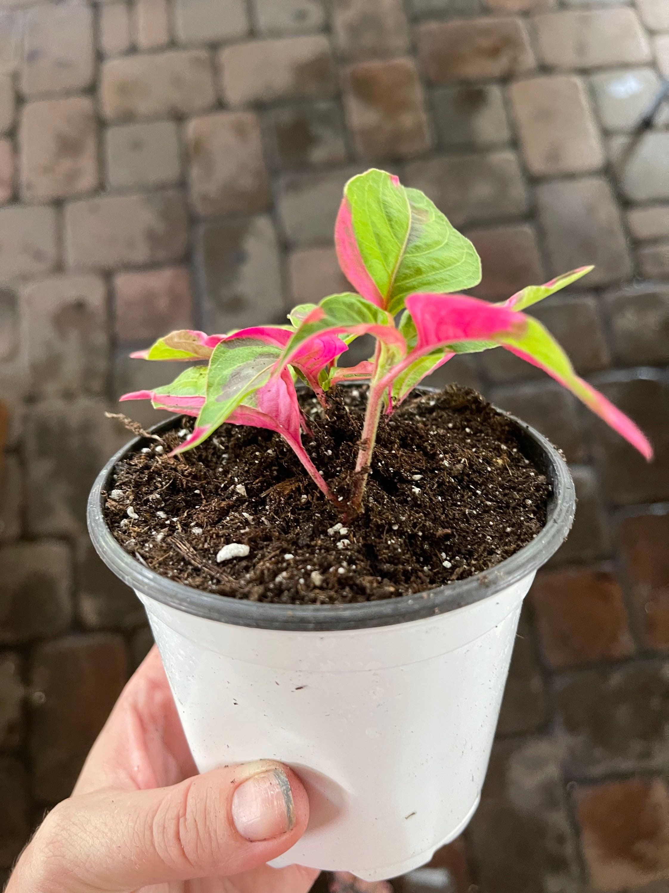 Alternanthera ficoidea 'Party time' - 4"