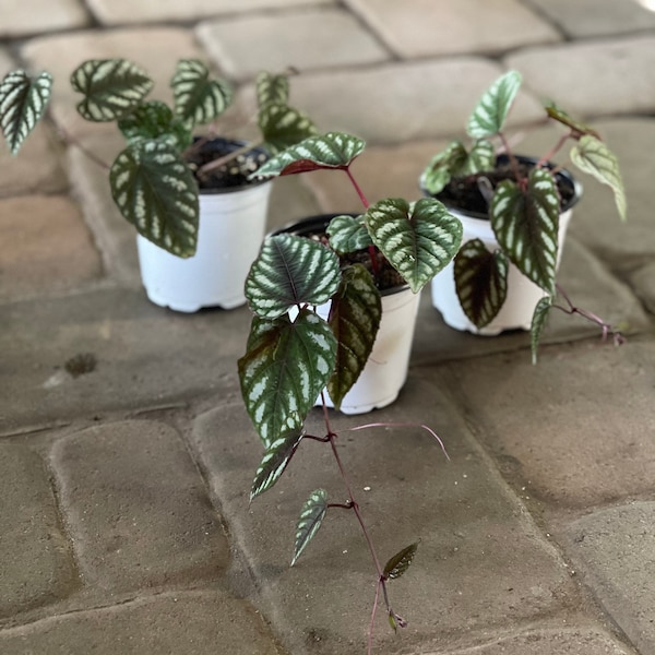 Cissus Discolor Rex begonia vine 4” starter plant