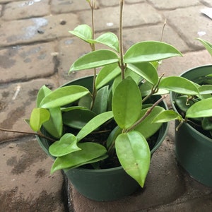 Hoya carnosa jade in 6” pot