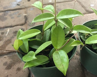 Hoya carnosa jade in 6” pot
