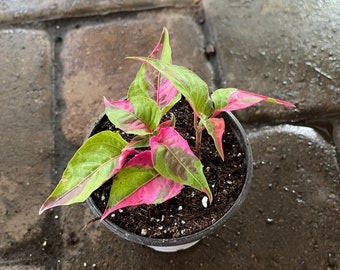 Alternanthera party time plant 4” pot