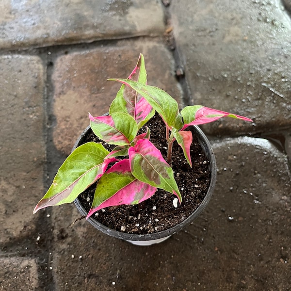 Alternanthera party time plant 4” pot