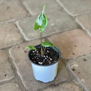 May include: A small potted plant with three glossy, heart-shaped green leaves featuring pointed tips. The plant is rooted in dark, moist soil with visible white perlite particles, contained within a simple, smooth, light gray plastic nursery pot.