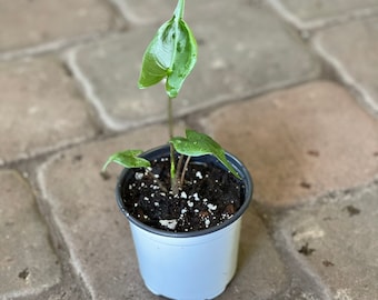 Alocasia sting ray starter plant 4”