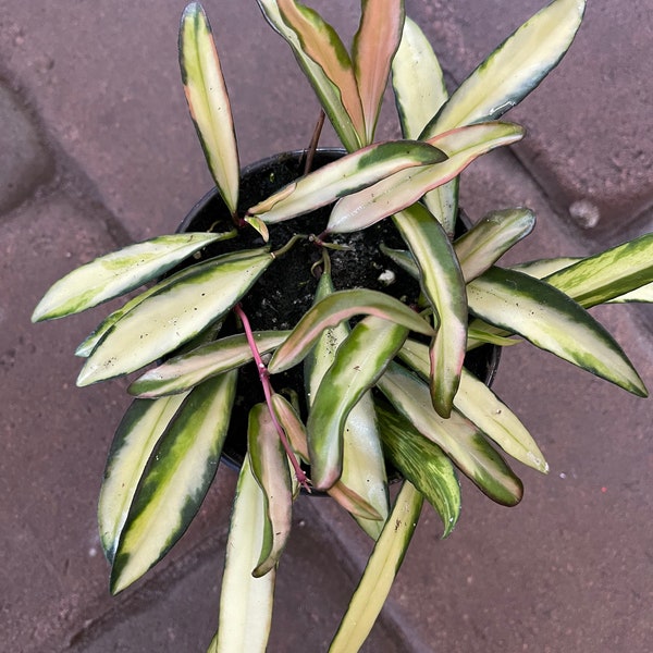 Variegated Hoya wayetii / variegated Hoya kentiana 4” pot