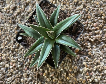 Agave Victoria reginae Porcupine century plant