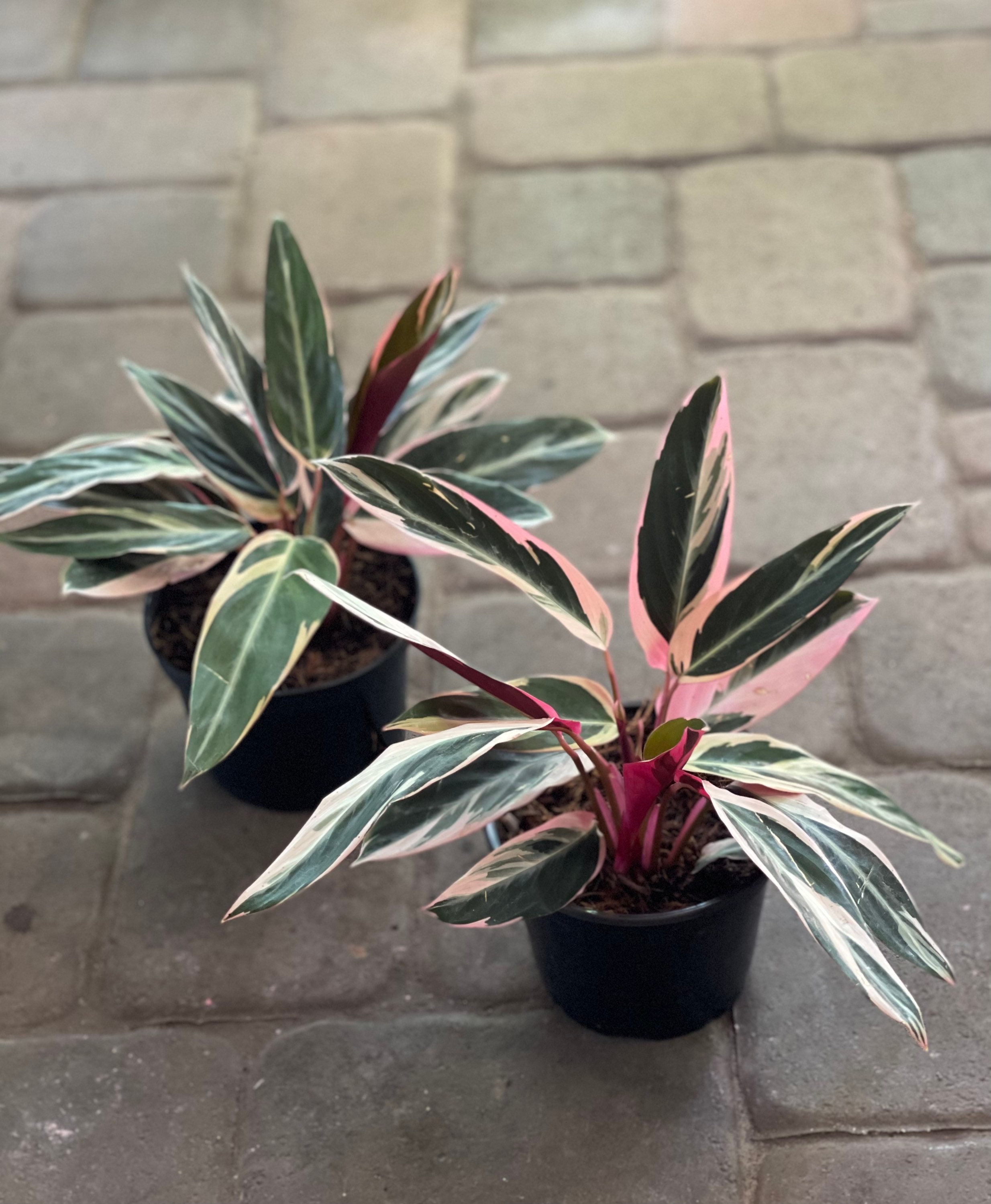 calathea feey Calathea Fasciata 'Rotundifolia' main image 0