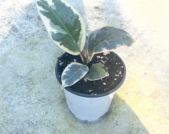 Ficus elastica Tineke rubber plant starter 4” pot
